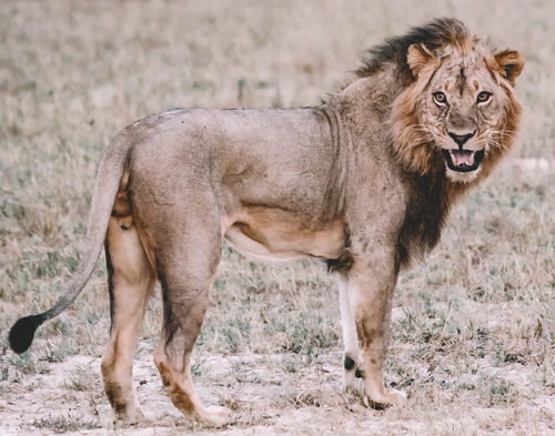 Customer photo review of 2021 MASTER COLLECTION (15 PACKS)