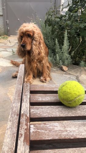 Customer photo review of Πορτραίτο Του Δικού Σας Κατοικίδιου - Πόστερ με κάδρο