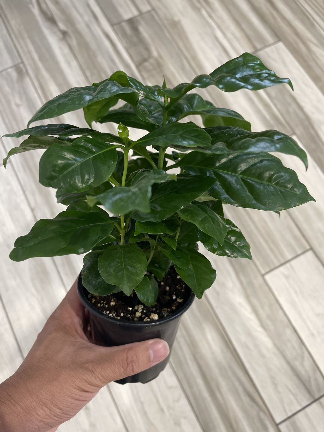 Customer photo review of 4" Coffea arabica "Coffee Plant"