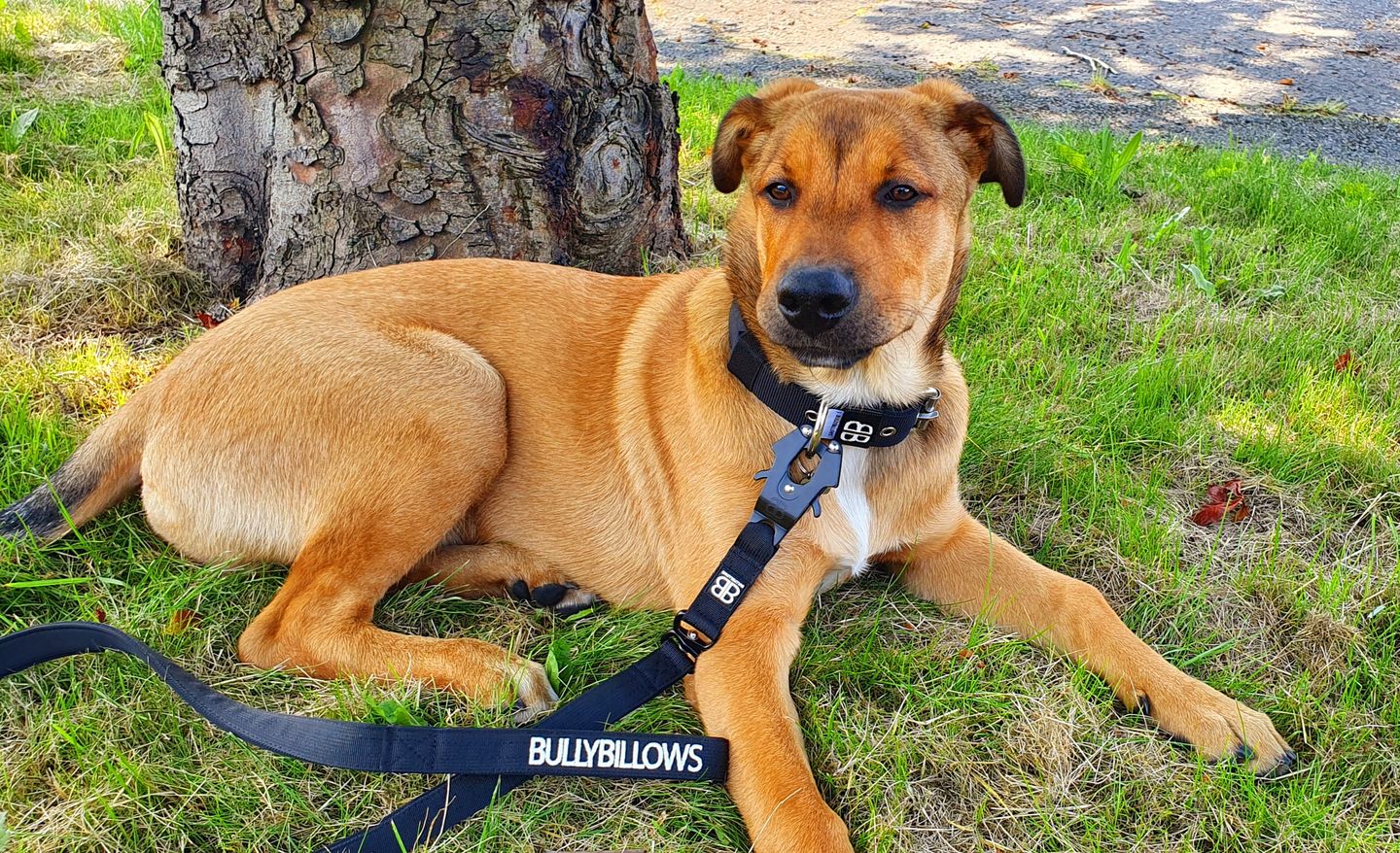 Customer photo review of 4cm Nylon Dog Collar - Black v2.0