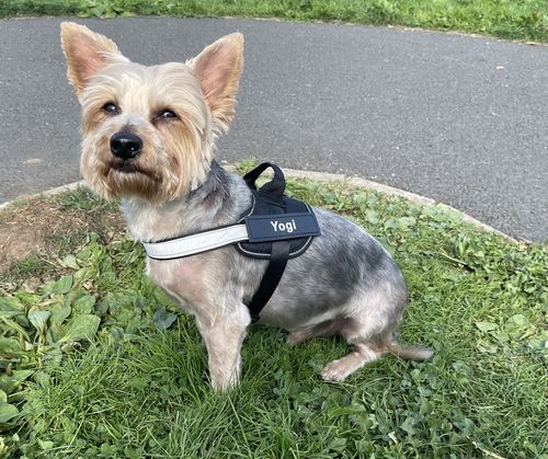 Customer photo review of Personalised No Pull Dog Harness