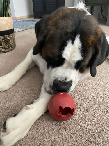 Customer photo review of Pup Wax Original Dog Nose Balm and Paw Wax