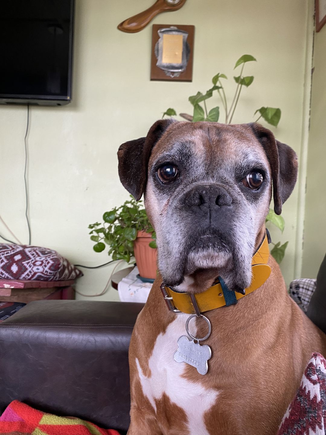 Customer photo review of Collar Duke Amarillo/Jeans