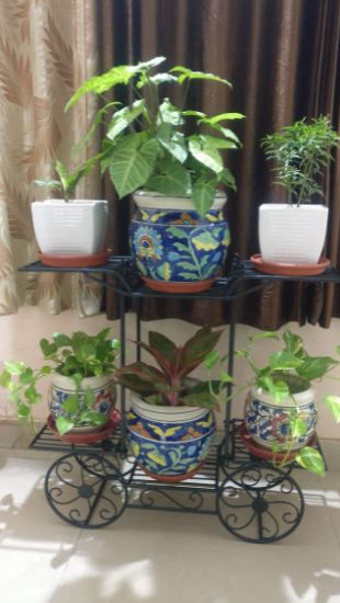 Customer photo review of 6-Tier Cart Planter Stand, Outdoor Flower Rack