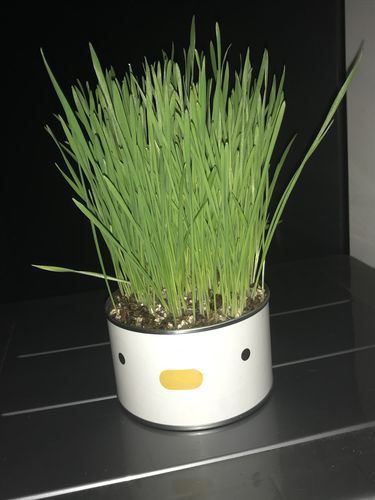 Customer photo review of Purroom Little Chicken Canned Cat Grass Planter