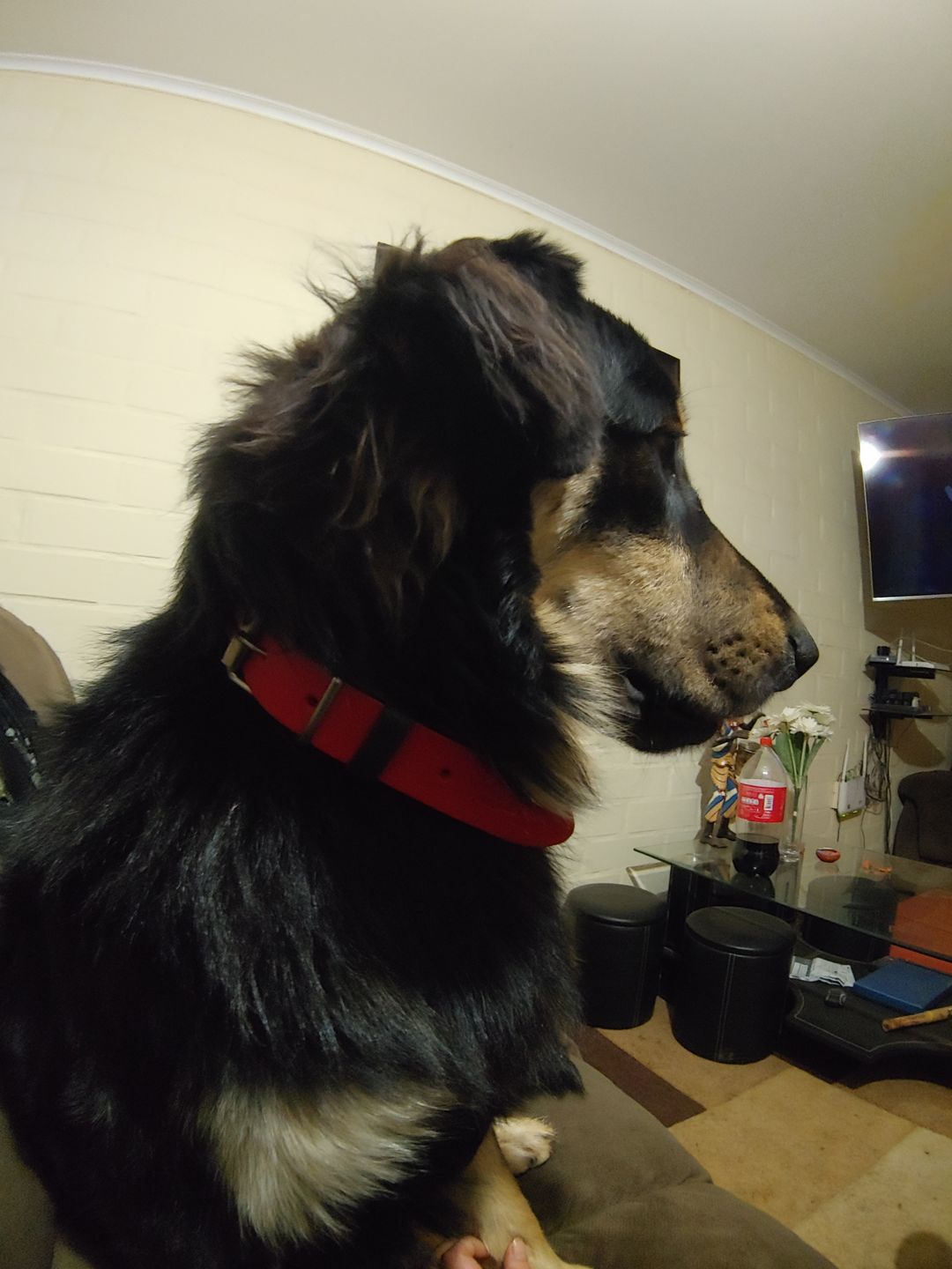 Customer photo review of Collar Duke Rojo/Negro