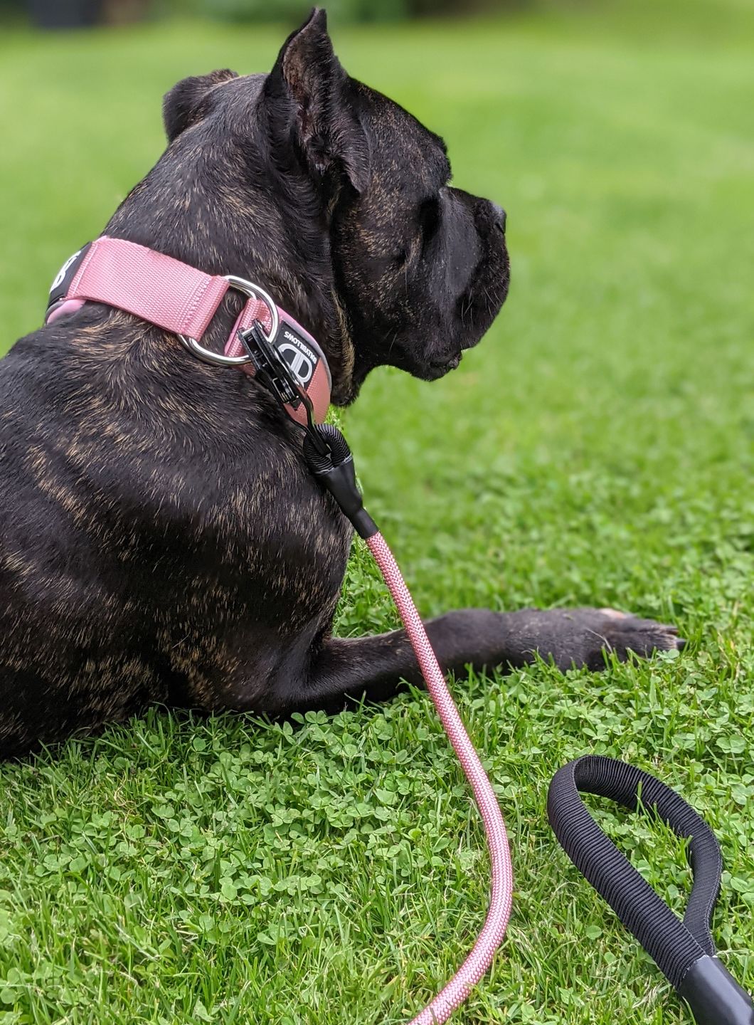 Customer photo review of 5cm RR Collar | Soft Padded & Reflective | Series 2 - Pink