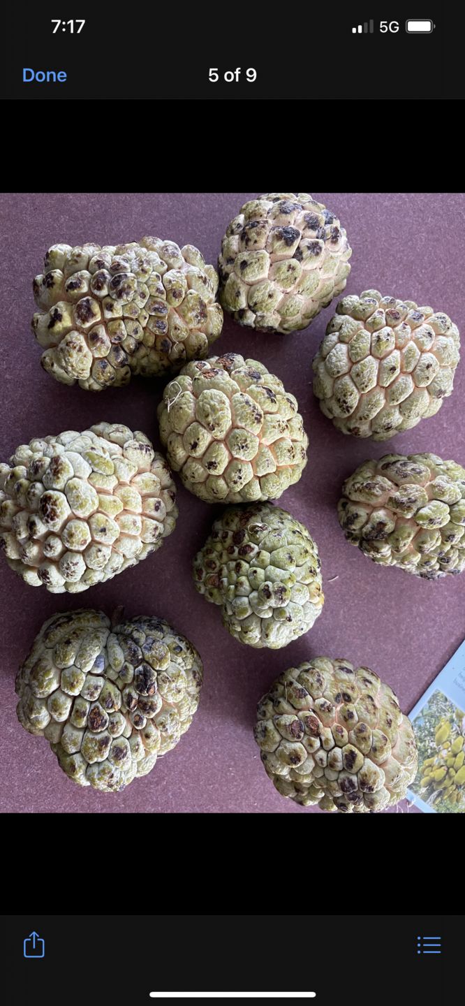 Customer photo review of Sugar Apple (Sweetsop)