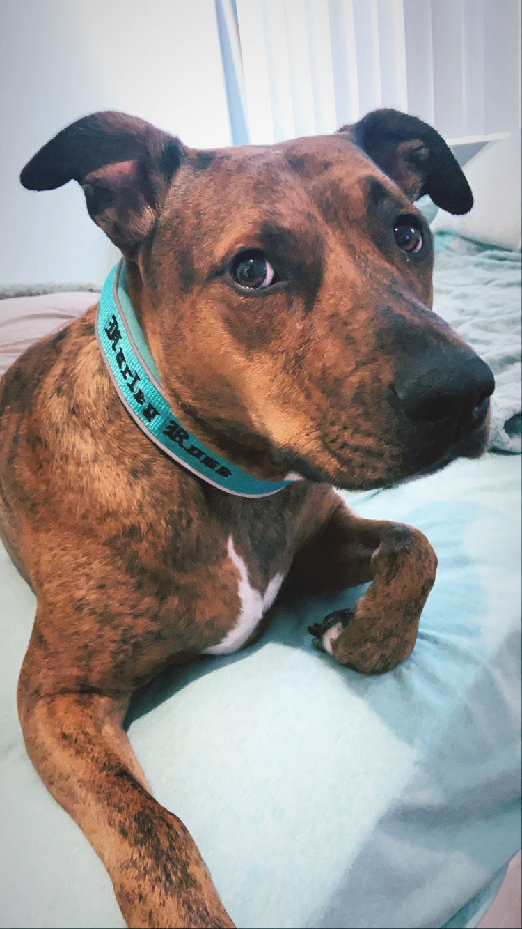 Customer photo review of 4cm RR Collar | Soft Padded & Reflective | Series 2 - Turquoise