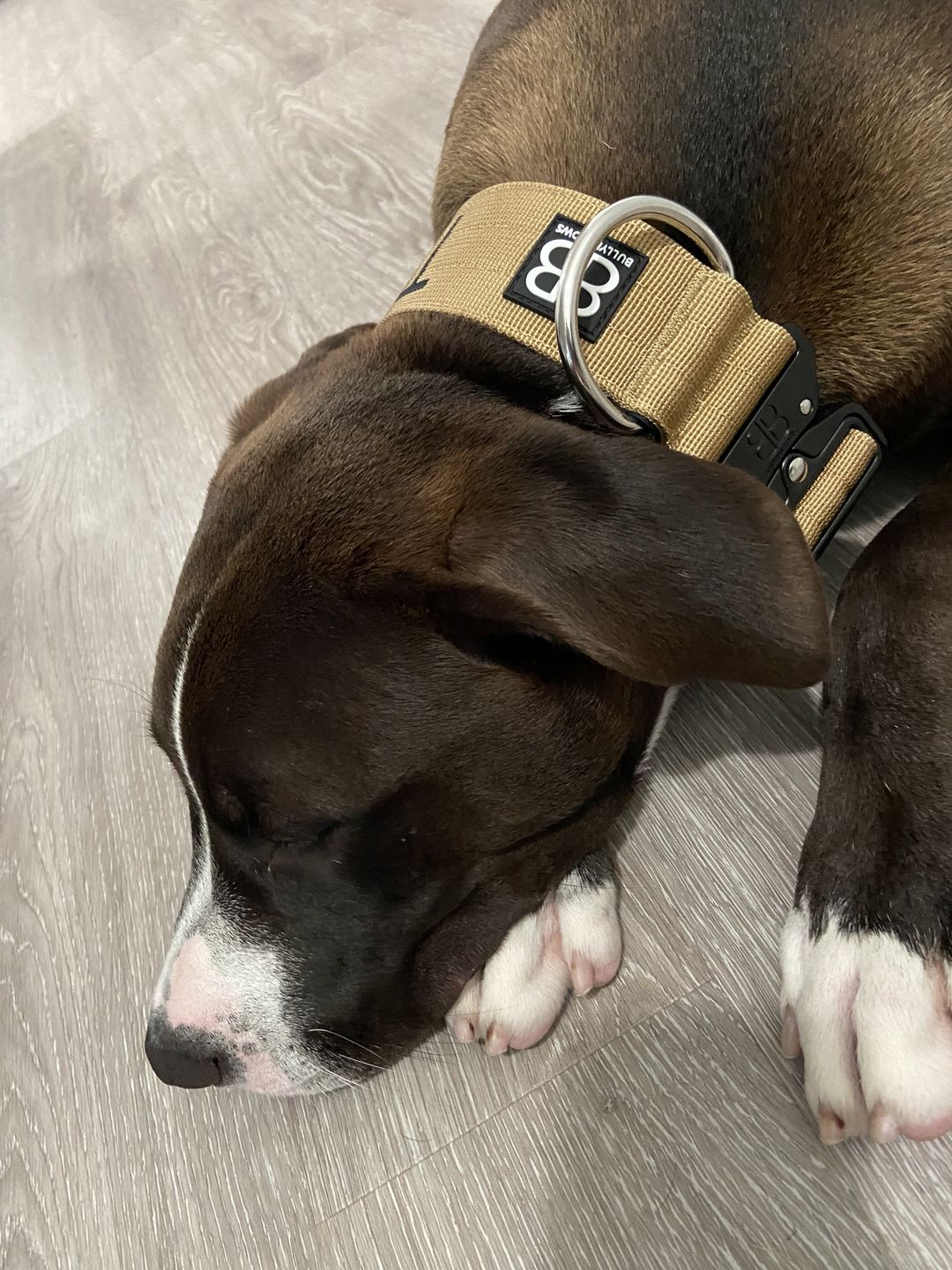 Customer photo review of 5cm Combat® Collar | Rated Clip - NO HANDLE - Military Tan v2.0