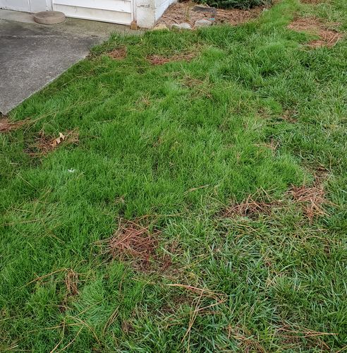 Customer photo review of GCI Turf Type Tall fescue Grass Seed