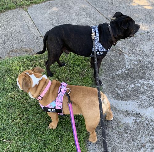 Customer photo review of DF Co. Harness Twin Pack