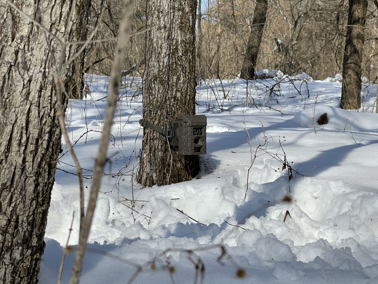 Customer photo review of Undercover™ Trail Camera