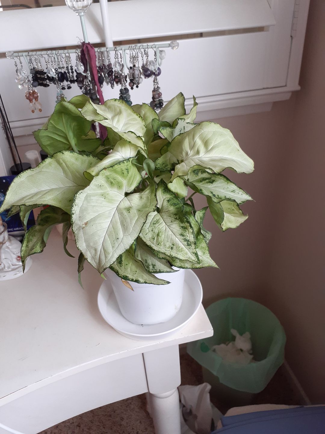 Customer photo review of 4" Syngonium 'Holly M'