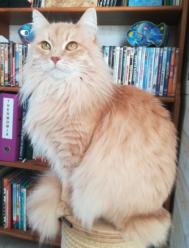Avis photo d'un client sur Pâtée Chat Entier Sans Céréales - Boeuf