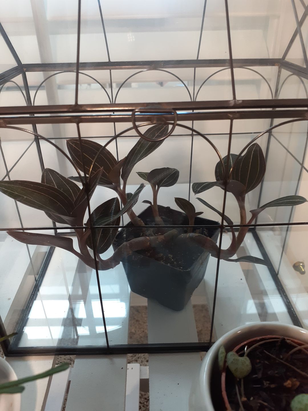 Customer photo review of 3" Orchid Ludisia discolor