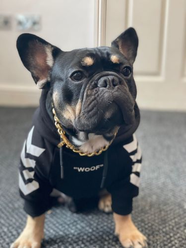 spark paws gold chain