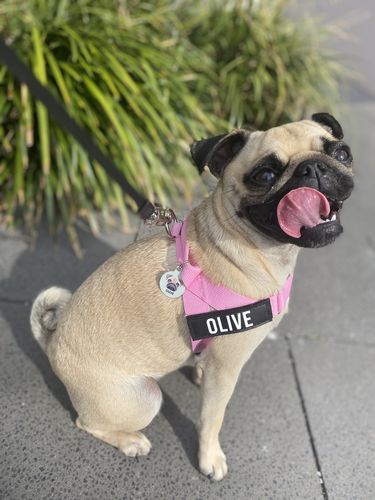 Customer photo review of Custom Name Patch For Dog Harness