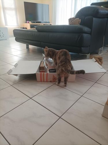 Avis photo d'un client sur Croquettes Chat Stérilisé Sans Céréales - Poulet