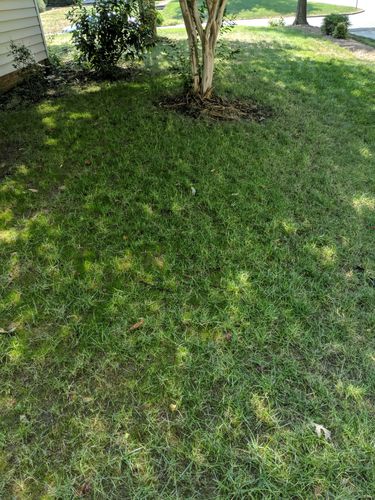 Customer photo review of GCI Turf Cool Blue Grass Seed