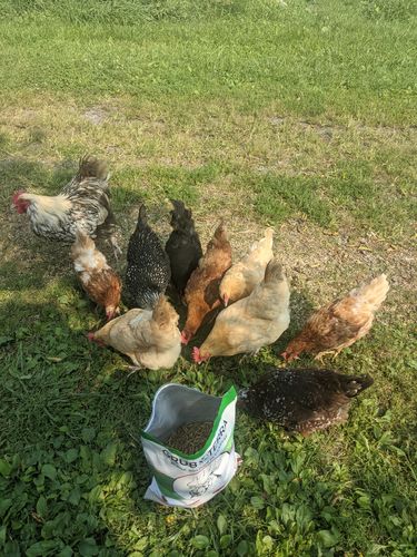 Customer photo review of GrubTerra Dried Larvae