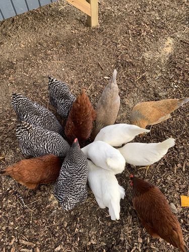 Customer photo review of GrubTerra Dried Larvae