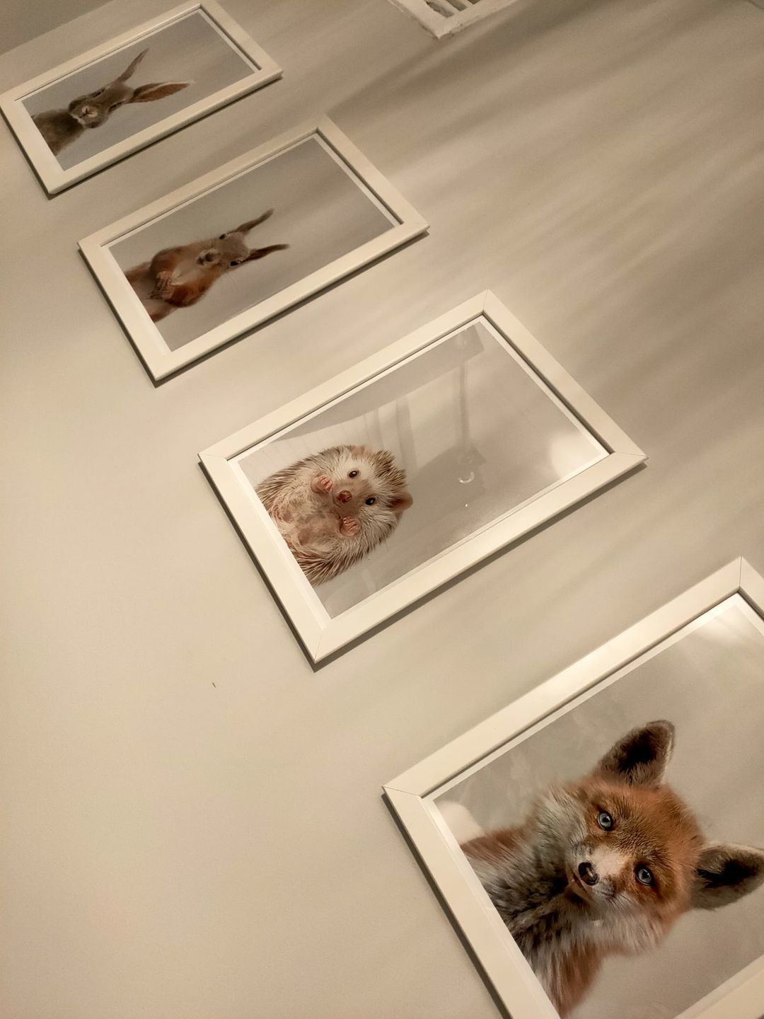 Customer photo review of Rabbit Wall Art Print