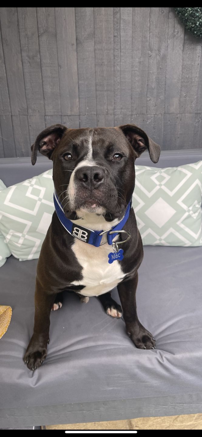 Customer photo review of 5cm RR Collar | Soft Padded & Reflective | Series 2 - Blue