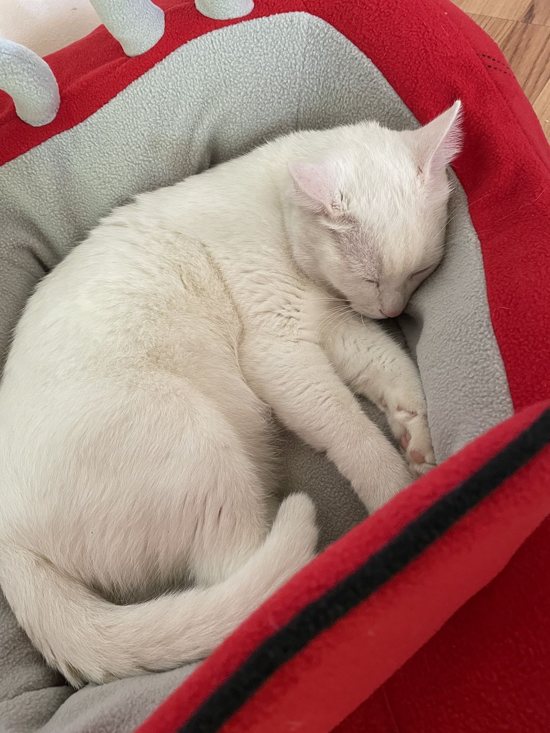 Customer photo review of Furcedes Sports Car Bed