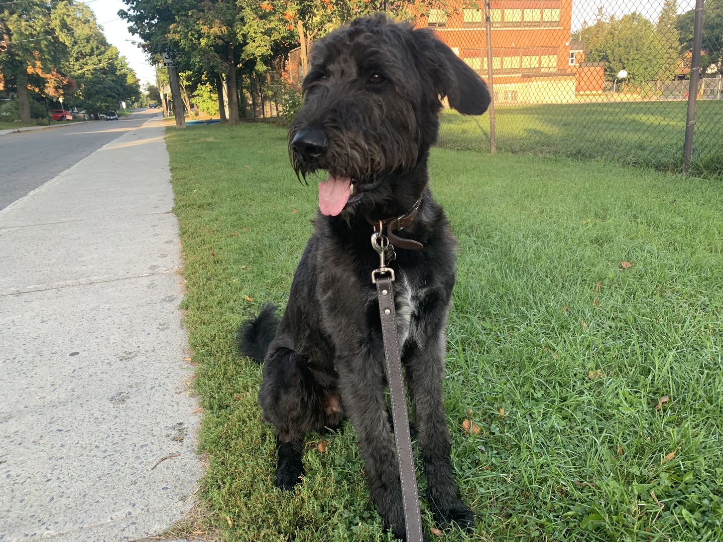 Customer photo review of Brown Stitched Leather Dog Leash 60'' - Made in Canada
