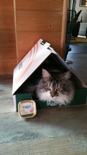 Avis photo d'un client sur Pâtée Chat Stérilisé Sans Céréales - Poulet