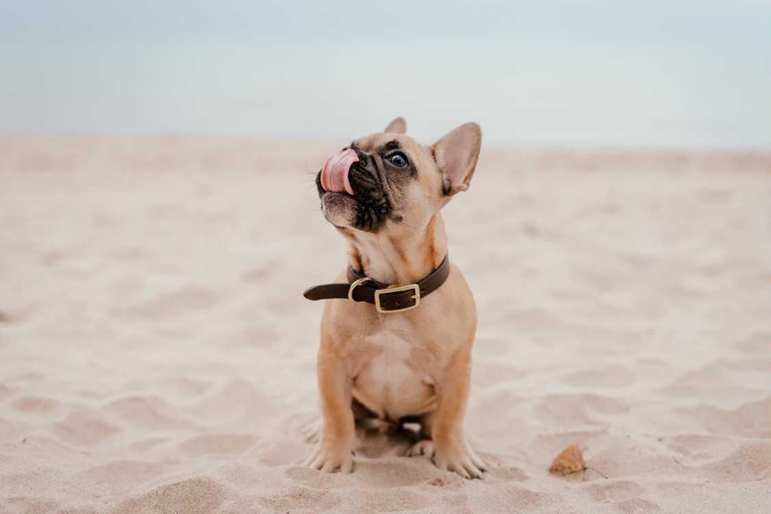 Customer photo review of Rover - Classic Brown Full-Grain Leather Dog Collar