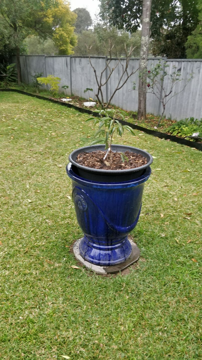 Customer photo review of Semi Dwarf Lychee - Kwai Mai Pink