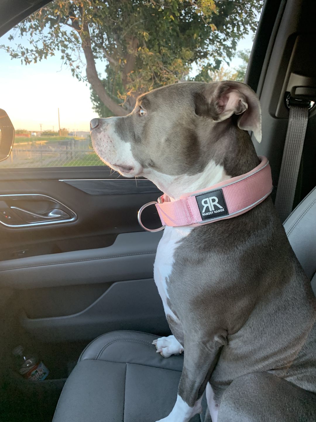 Customer photo review of 5cm RR Collar | Soft Padded & Reflective | Series 2 - Pink