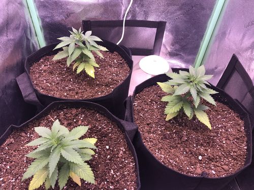 Customer photo review of New Sayhon SH1000 Led Grow Light Full Spectrum For 3X3ft Tent