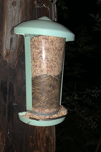 Customer photo review of BlackTasty™ Tierfutter aus Insekten