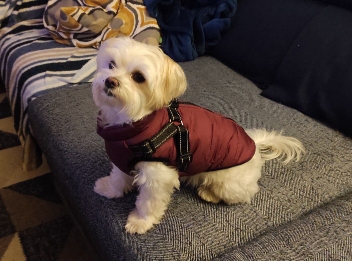 Customer photo review of DogSki Sport™ - Waterproof Jacket Harness