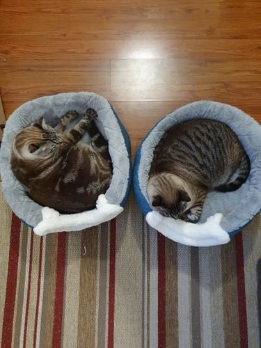 Avaliação com foto de um cliente sobre Cama / Toca para Gatos - Macia e Muito Confortável