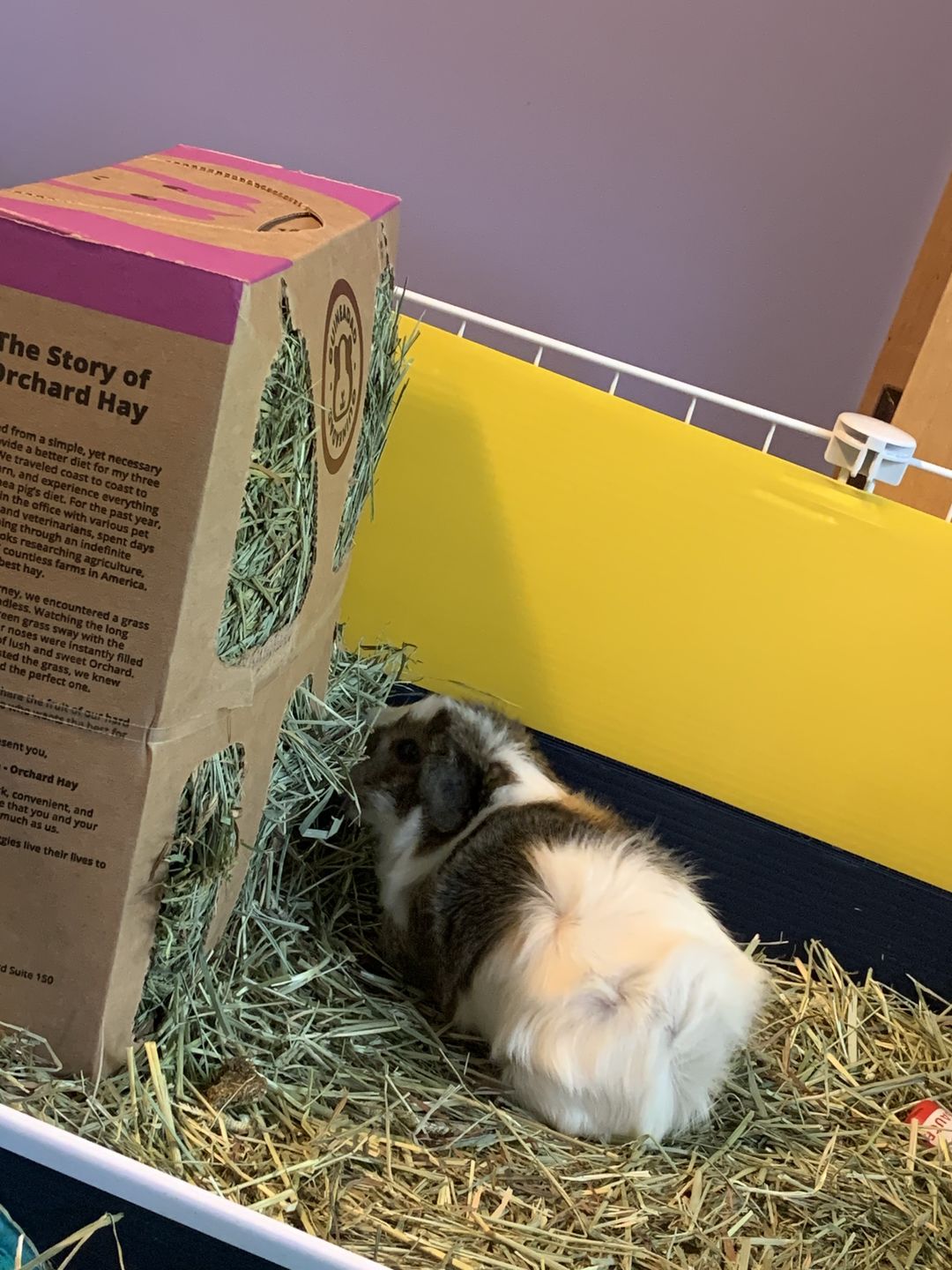 Customer photo review of GuineaDad Nourish Series - Orchard Hay (3 Pack)