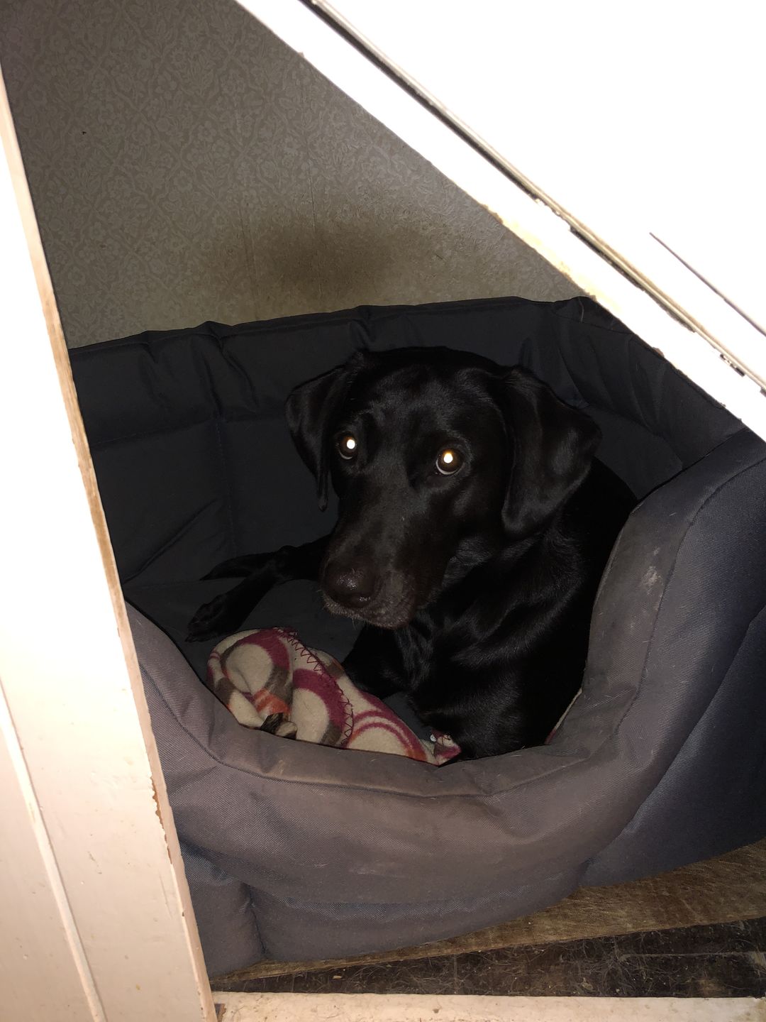 Customer photo review of Country Dog Heavy Duty Rectangular Dog Bed