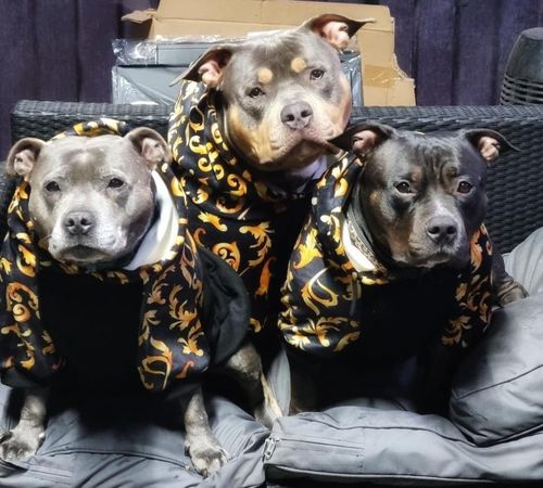 Customer photo review of Royal Hoodie - Black & Gold