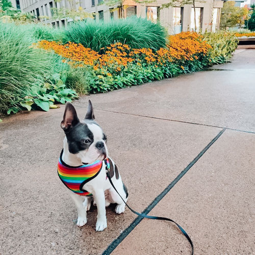 Customer photo review of Rainbow Stripes dog harness