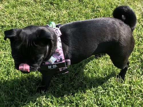 Customer photo review of DF Co. Pink Camo Dog Harness