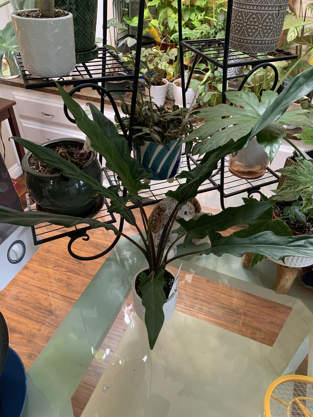 Customer photo review of 4" Alocasia lauterbachiana