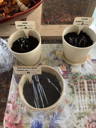 Customer photo review of Indoor Herb Garden Starter Kit - (5 Variety)