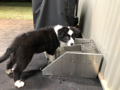 Customer photo review of Pet Rehydration Station