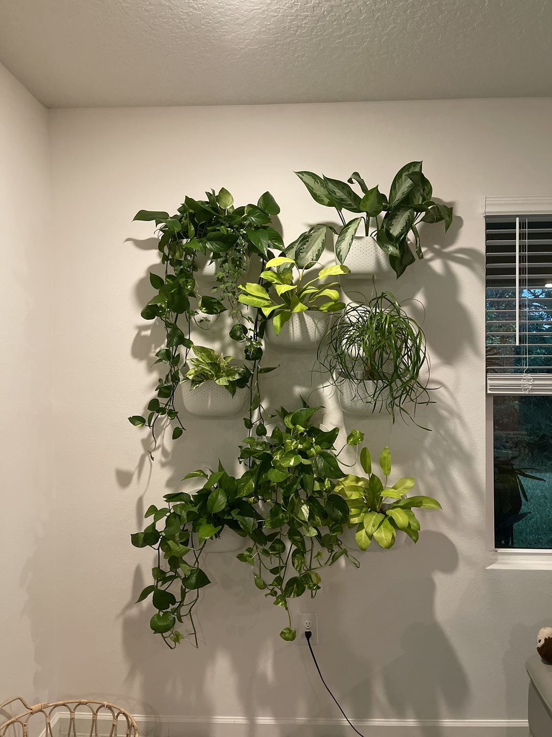 Customer photo review of Eco White Wall Planter