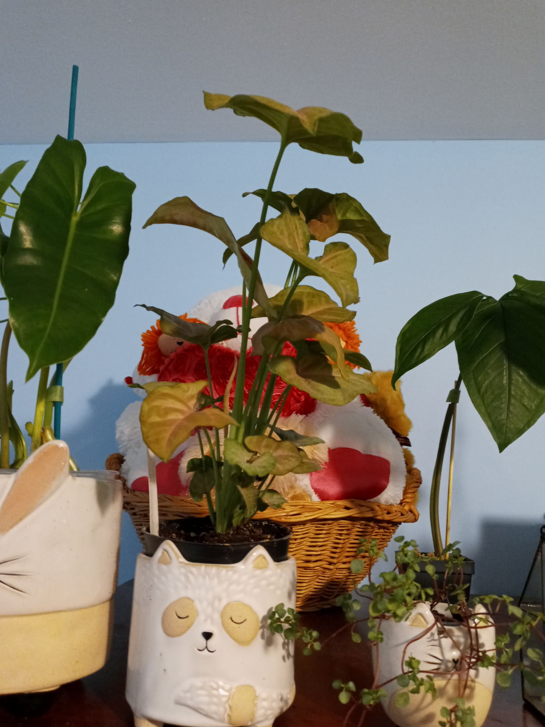Customer photo review of 4" Syngonium Regina Red