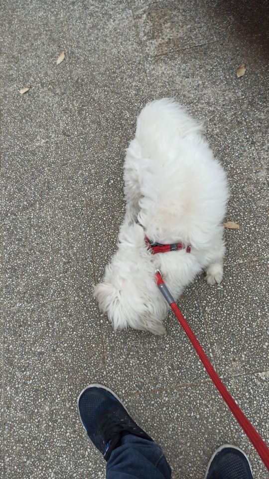Customer photo review of Copy of Anti Bugs Pets Collar Waterproof 8 Month Protection