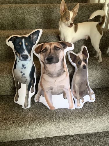 Customer photo review of Create A Custom Dog Pillow